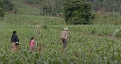 Developing commercial farmers - creating path to land ownership for the poor