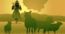 Sheep 3 492
