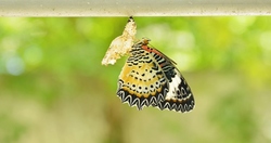 Butterfly 492