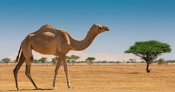Camel 246