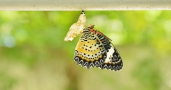 Butterfly 246